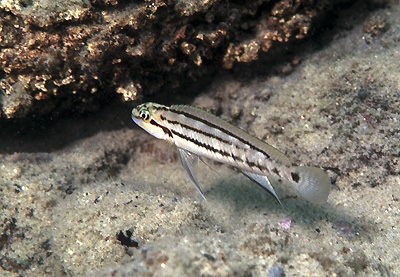 Telmatochromis bifrenatus 'Sibwesa'